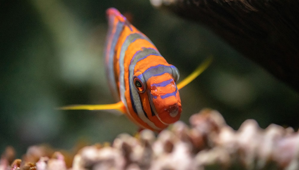 Close up of fish in a tank
