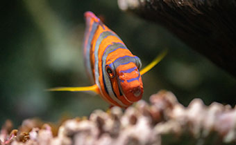Photo credit: Baltimore National Aquarium - close up of orange, bluem and yellow fish