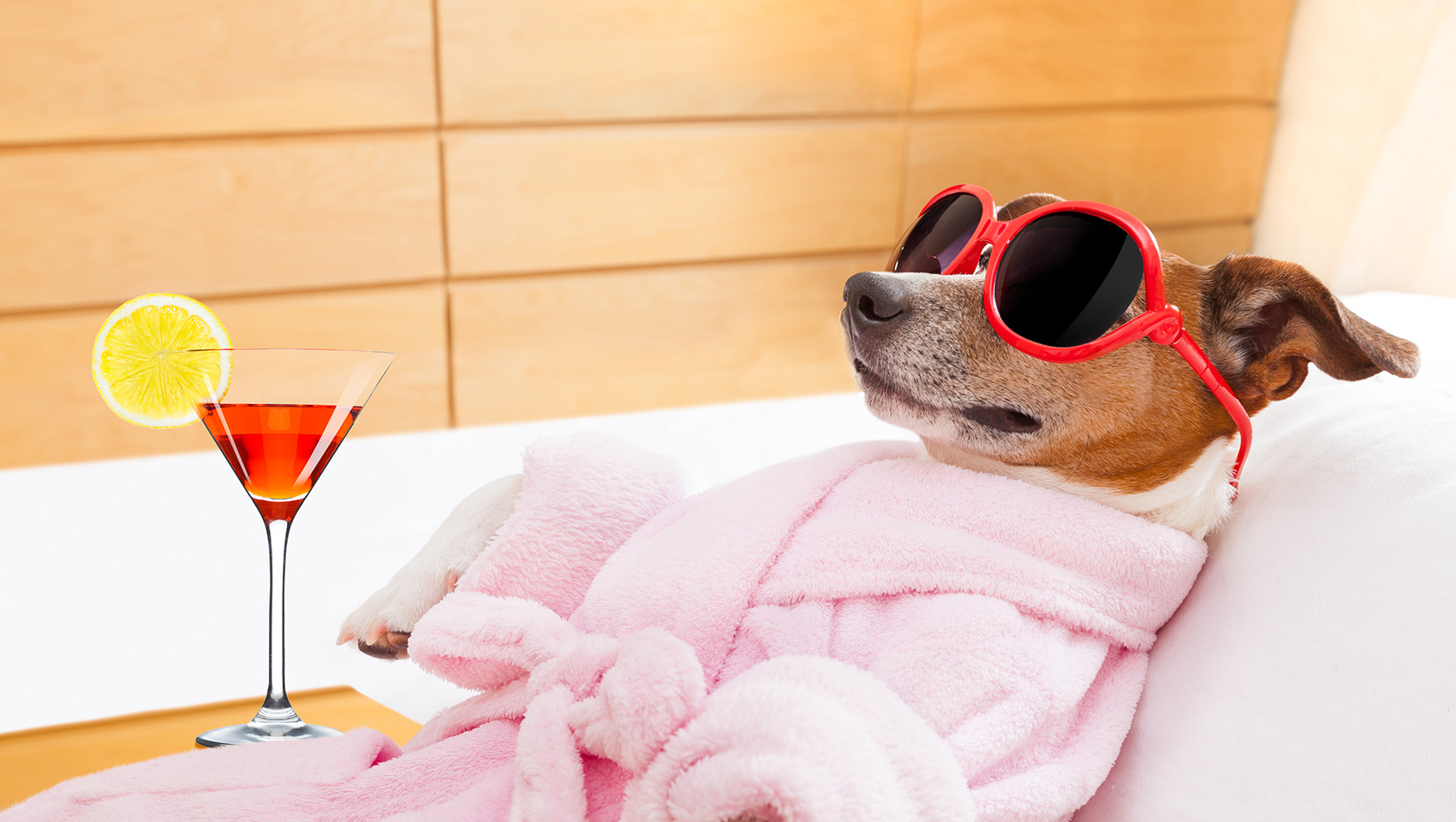 Dog in robe with sunglasses and cocktail