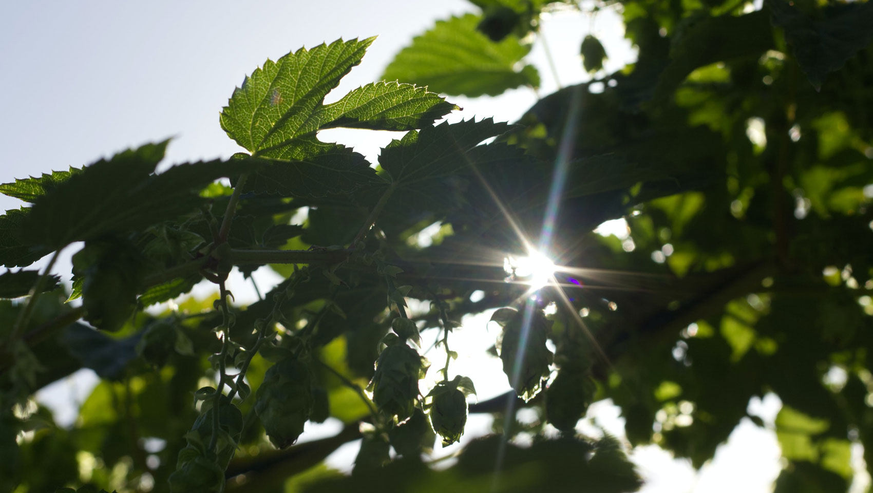 green tree leaves