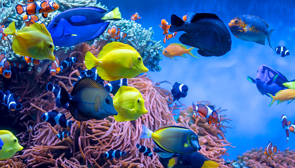 Fish in water