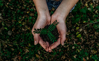 hand holding plant